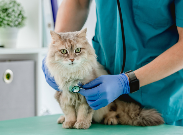 Katzenschutzverordnung