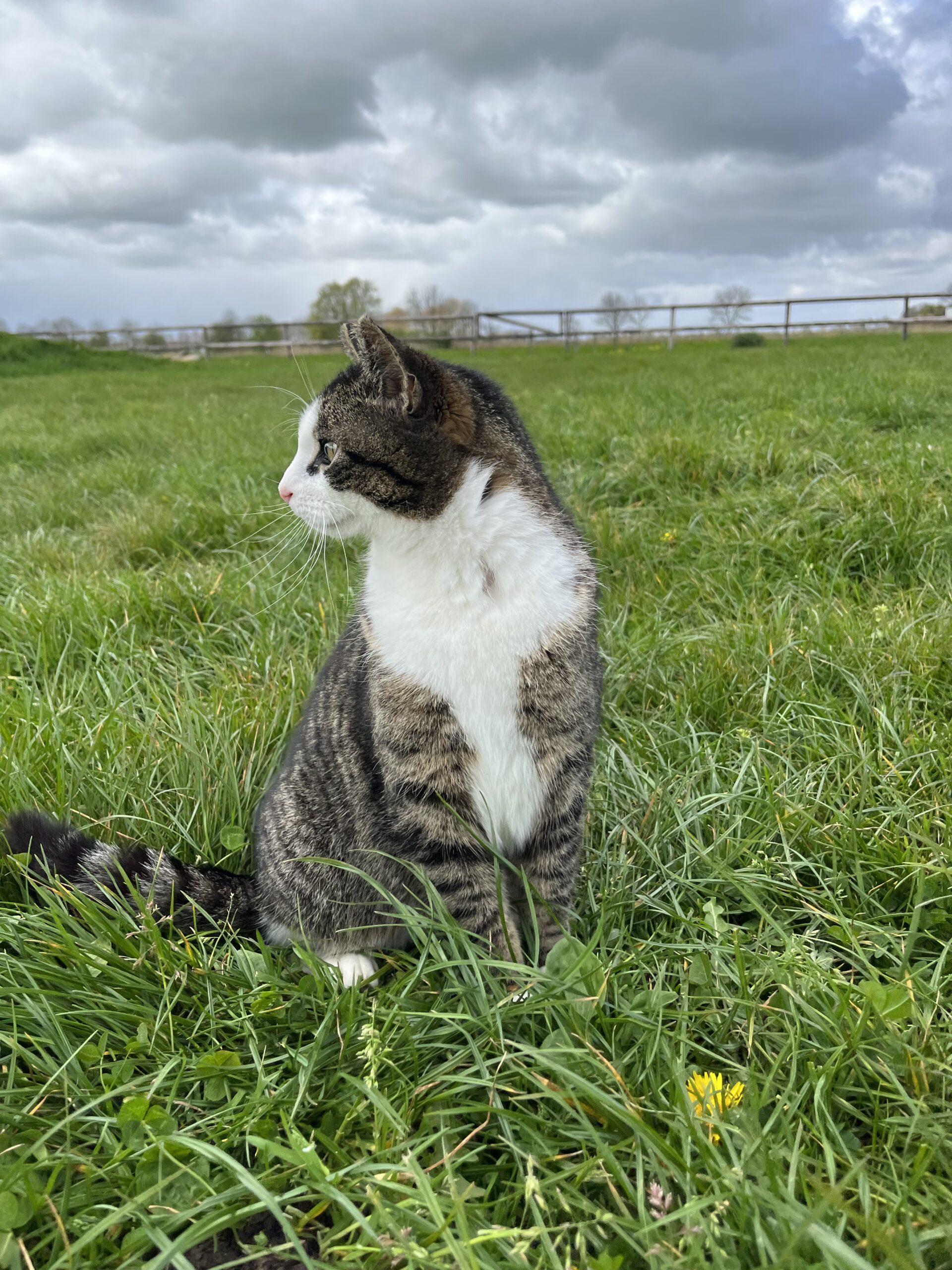 Katzenschutzverordnung